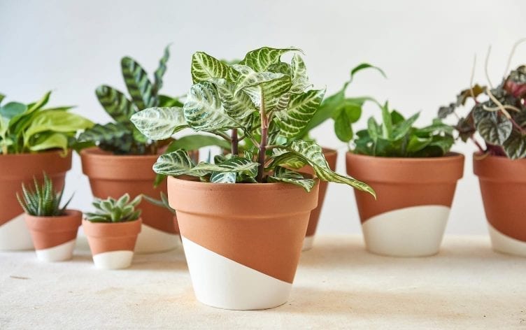 Plants Could Help Make You Happy and Healthy (Says Science)
